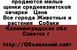 продаются милые щенки среднеазиатской овчарки › Цена ­ 30 000 - Все города Животные и растения » Собаки   . Калининградская обл.,Советск г.